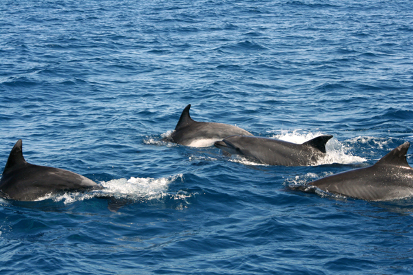 Grands dauphins (Tursiops truncatus) au large de Sète. © Andréa Haug