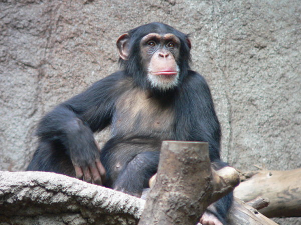 Membres de la famille des hominidés et de l'ordre des primates, les chimpanzés forment un genre de grands singes apparentés à l'espèce humaine avec laquelle ils partagent 99,6 % de patrimoine génétique. © Thomas Lersch, Wikimedia Commons, CC by-sa 3.0